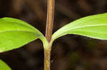 Showy gentian